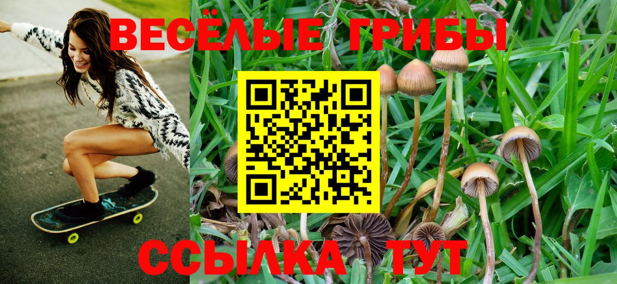 Коломна  Псилоцибиновые грибы мицелий  закладки  Вход с VPN  Псилоцибиновые грибы Psilocybe 